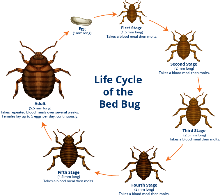 Bed Bug Facts - Bed Bug Female Clipart (792x708), Png Download