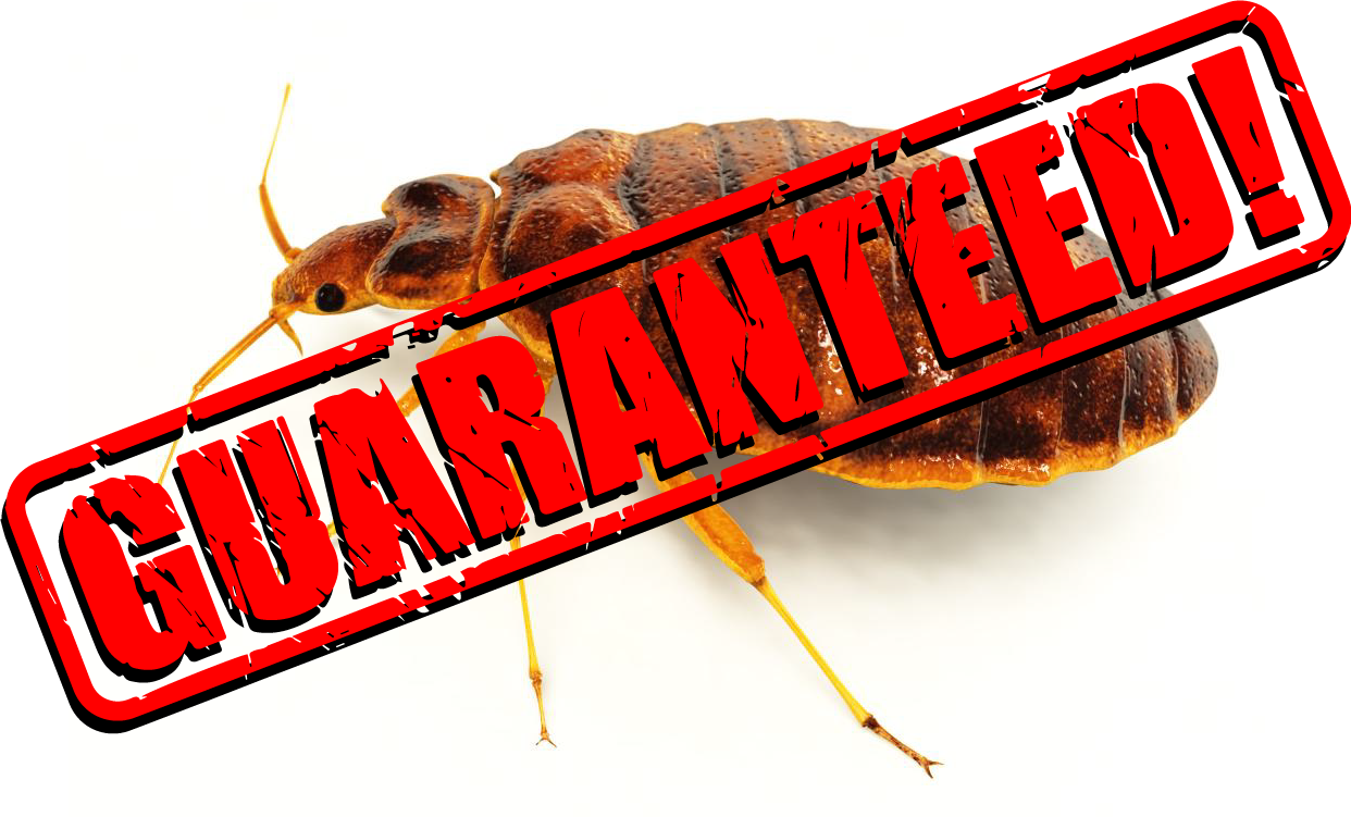 We Work Quickly And Effectively With As Little Disruption - Insect Clipart (1242x751), Png Download