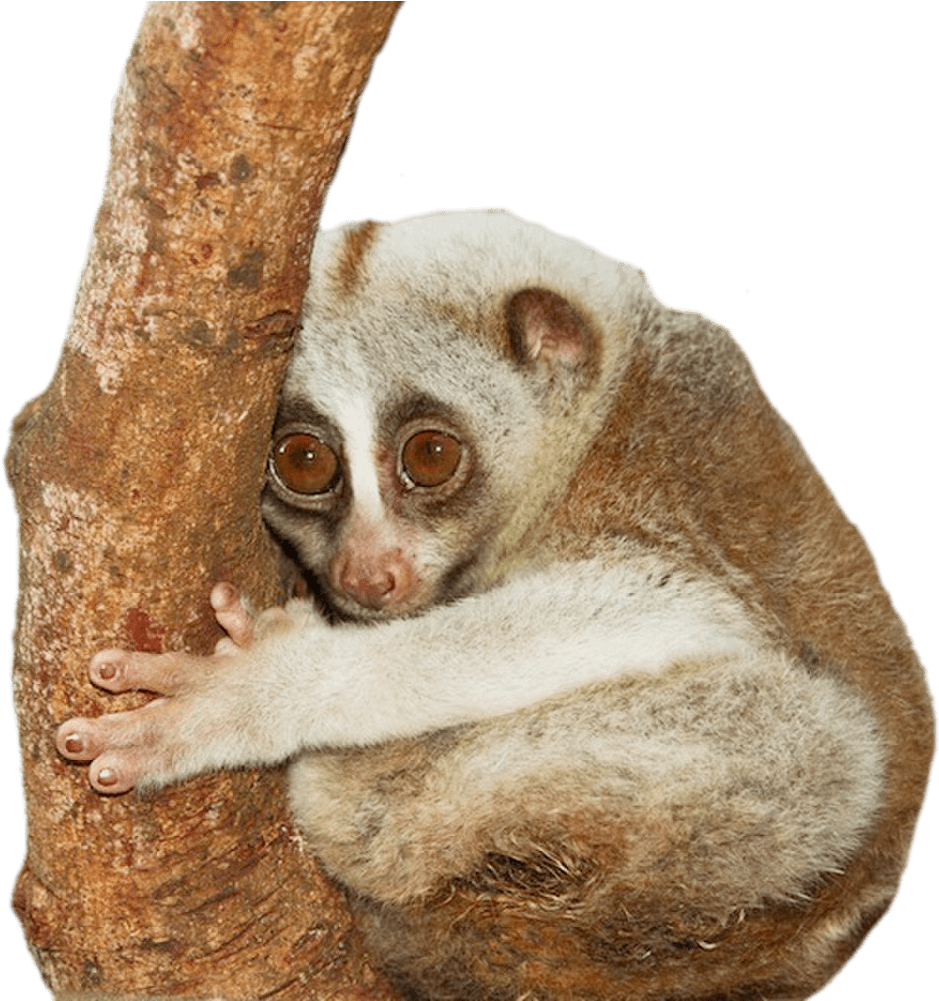 Animals - Small Animals In Thailand Clipart (1518x1000), Png Download