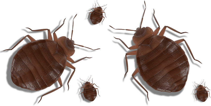 Cockroach Clipart (1000x495), Png Download