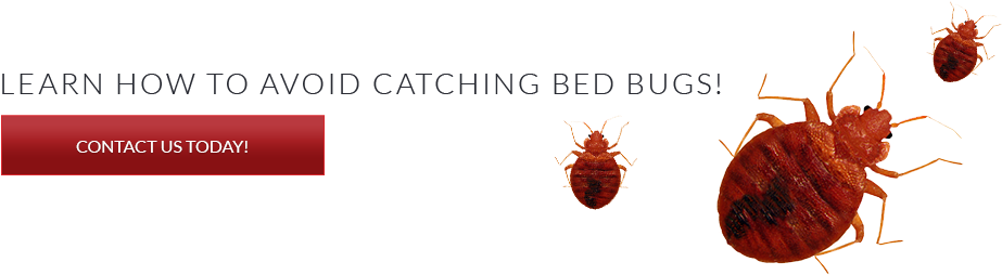 Chinche Clipart (1140x300), Png Download