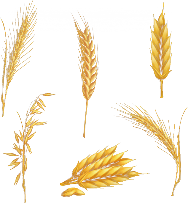 Clip Art Transprent - Wheat Stalk - Png Download (750x750), Png Download