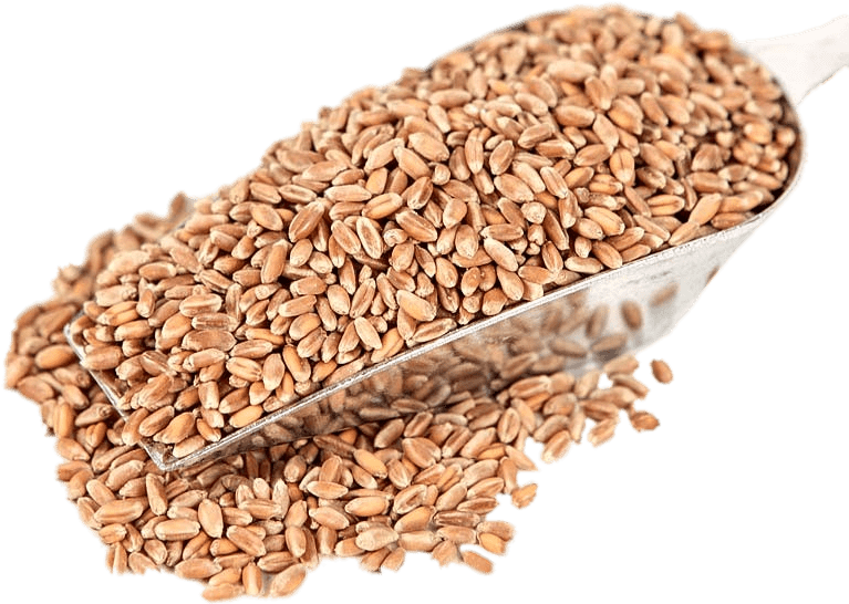 Food - Wheat Clipart (840x600), Png Download