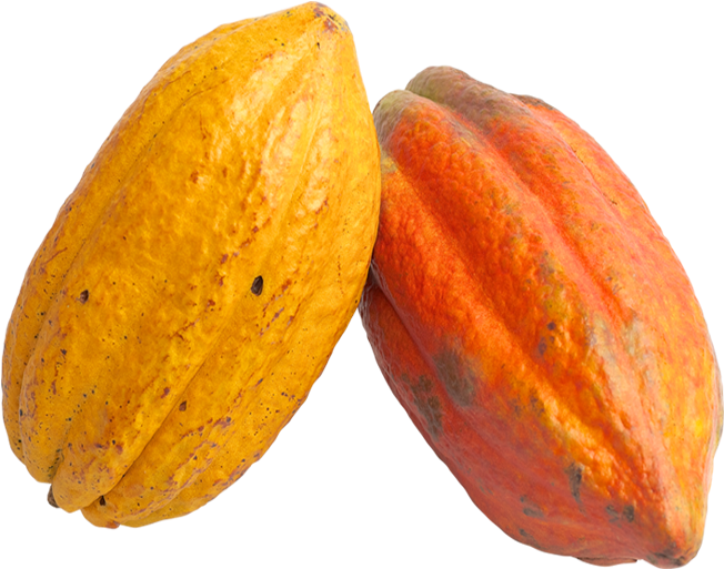 Cacao Png - Cocoa Fruit Png Clipart (1200x660), Png Download