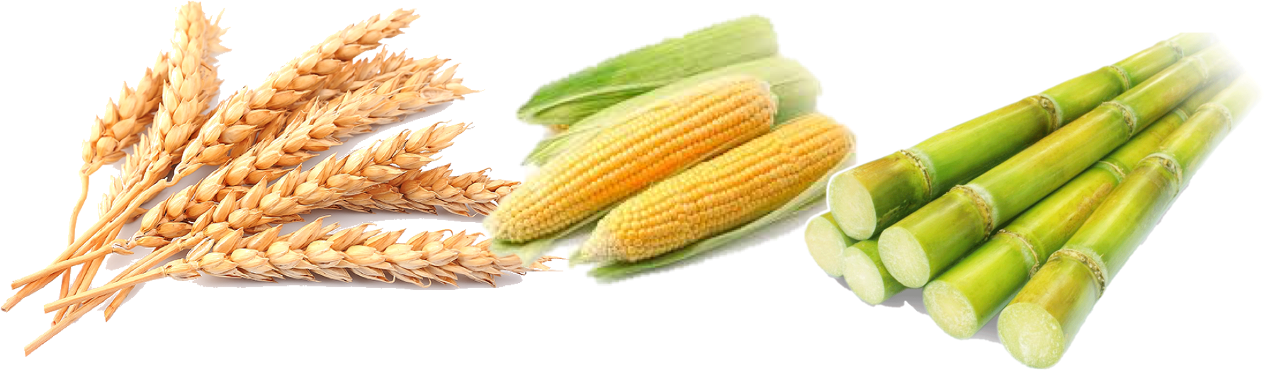 Corn Png Wheat - Cereal Png Clipart (1833x576), Png Download