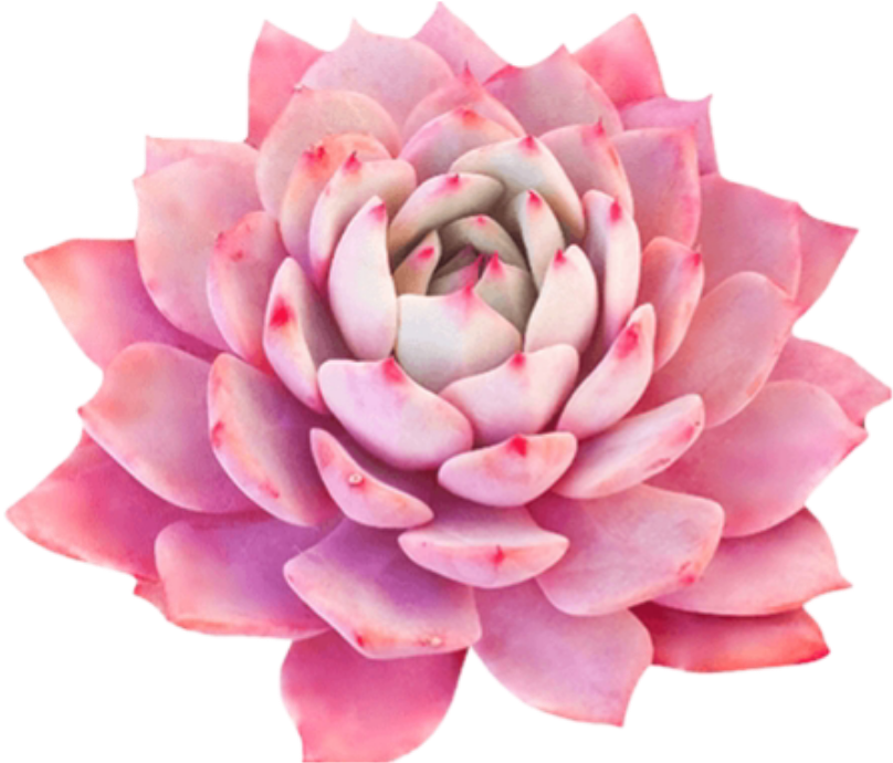 #bloom #pink #frame #flower #border #flowers #white - White Mexican Rose Clipart (983x983), Png Download