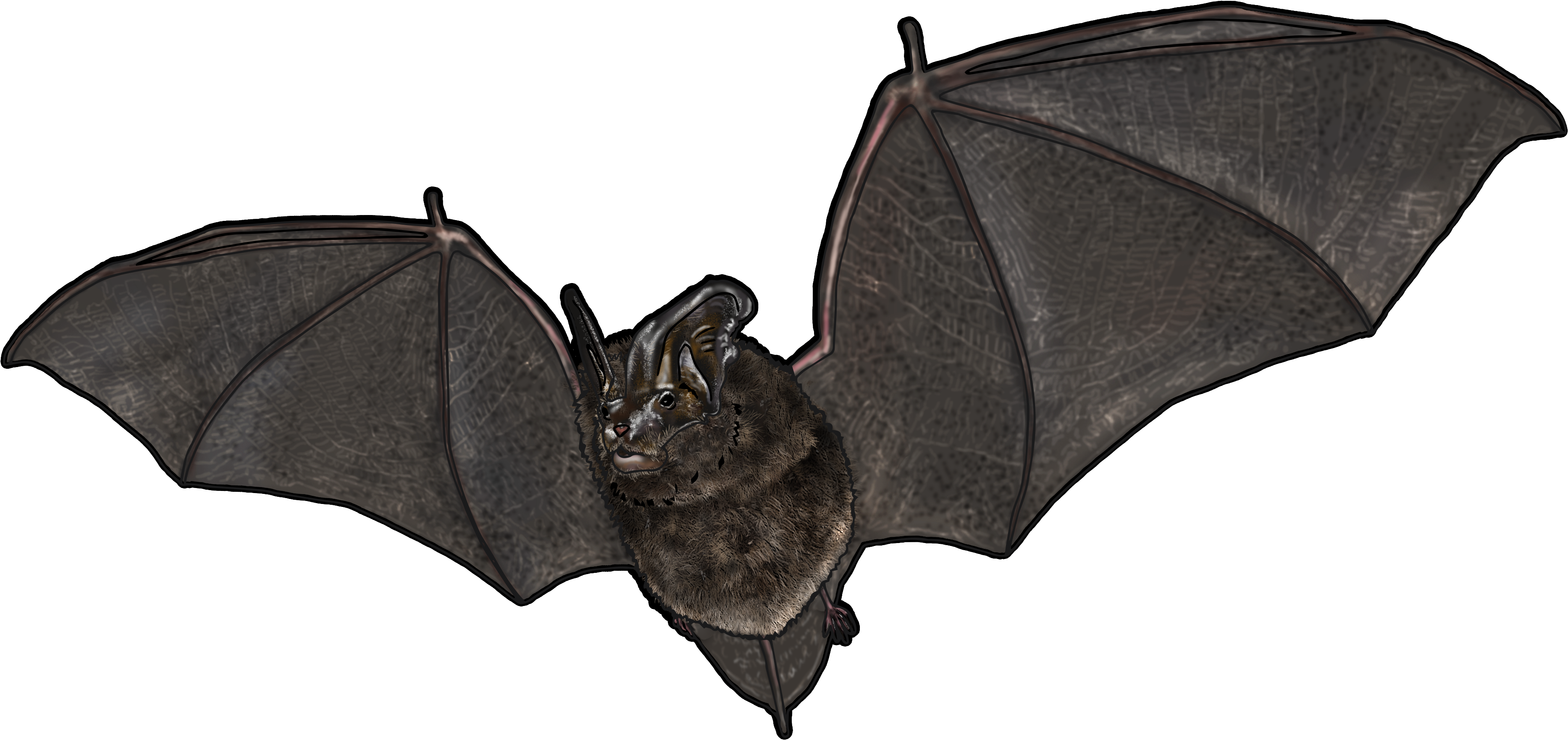 Murciélagos Del Bosque - Little Brown Myotis Clipart (4724x3150), Png Download