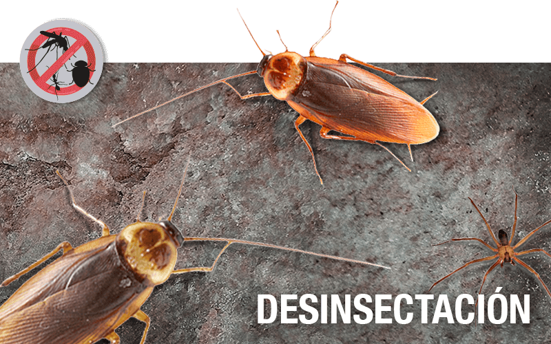 Porque Es Tu Casa Y No La De Ellos - Cockroach Clipart (800x500), Png Download