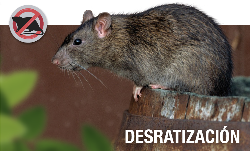 Porque Es Tu Casa Y No La De Ellos - Rats In South Dakota Clipart (800x500), Png Download