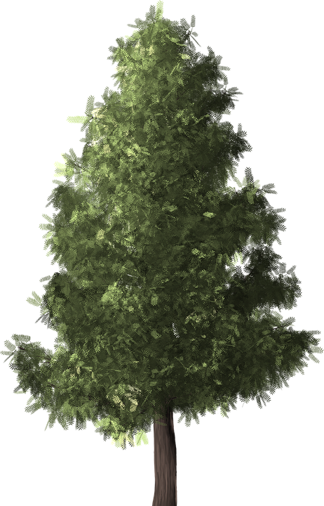 Pino Png - Evergreen Tree Png Clipart (462x720), Png Download