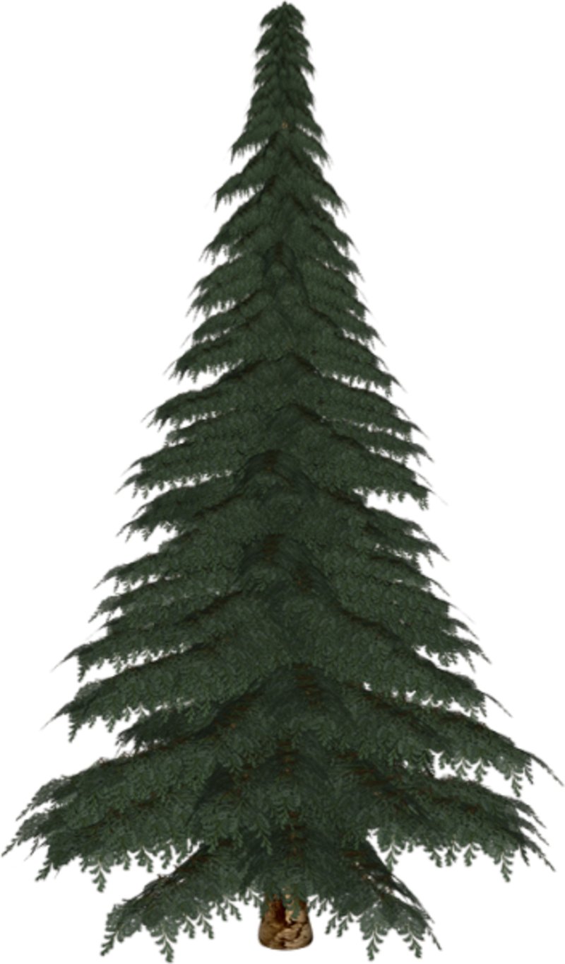 Albero Pino Png - Christmas Tree Clipart (800x1363), Png Download