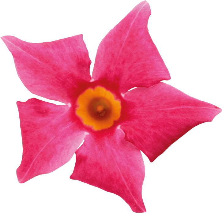 Sundaville Beauty Coral Pink - Mandevilla Clipart (871x1111), Png Download