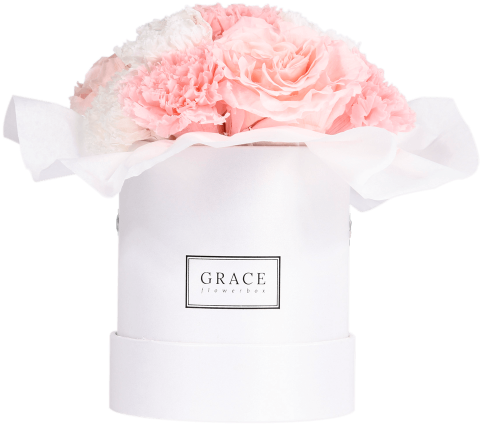 Coral Blush - Garden Roses Clipart (569x600), Png Download