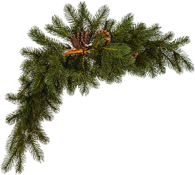 Caja De Ramas De Pino - Pine Clipart (667x599), Png Download