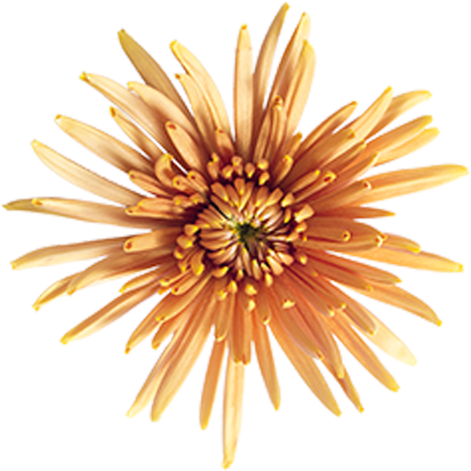 Bronze Fuji Mingus Bronze Fuji Mingus - Marine Invertebrates Clipart (800x800), Png Download