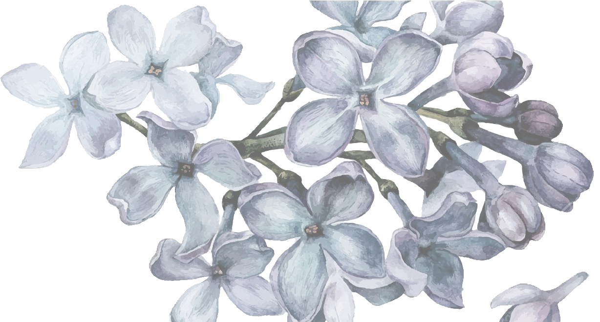 Mesa De Regalos - Flores Color Lila Png Clipart (1300x659), Png Download