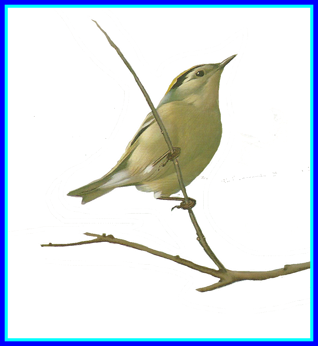 The Best Drawing U - Old World Flycatcher Clipart (1034x1126), Png Download