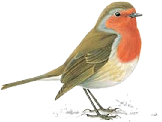 Hadas Y Duendes Clipart - Robin Bird Clipart - Png Download (600x562), Png Download