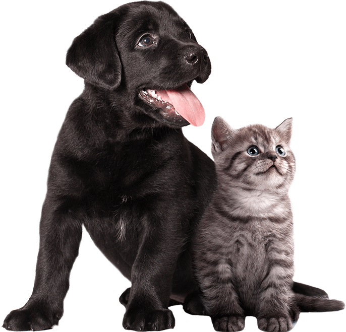 Veterinaria La Herradura - Höhle Der Löwen Hunde Beruhigen Clipart (686x659), Png Download