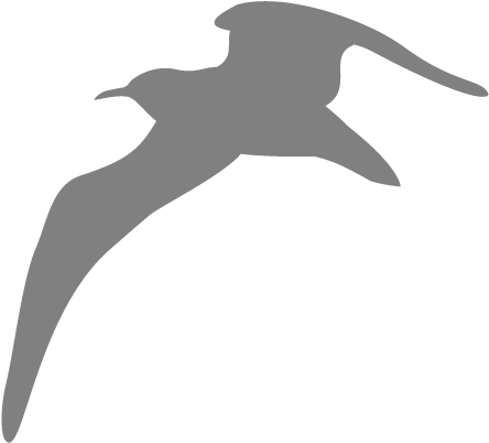 Seagull Png - Seagull White Icon Png Clipart (800x600), Png Download