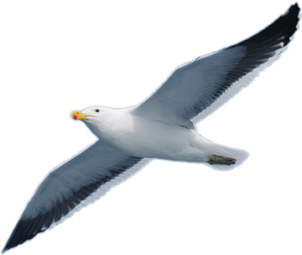 Seagull Sticker - Great Black-backed Gull Clipart (1024x864), Png Download