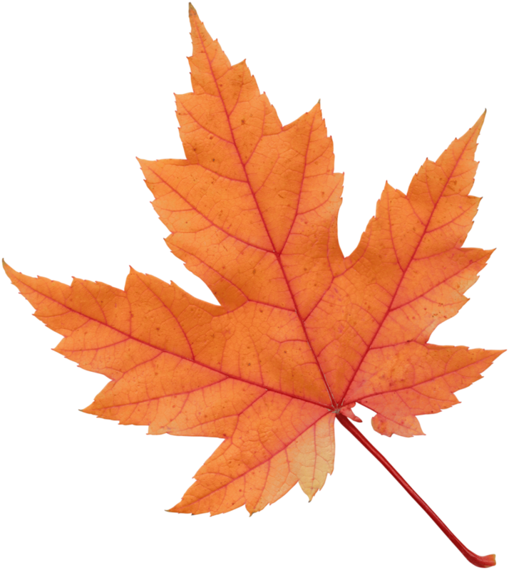 Фото, Автор Ladylony На Яндекс - Fall Leaf Transparent Background Clipart (714x800), Png Download