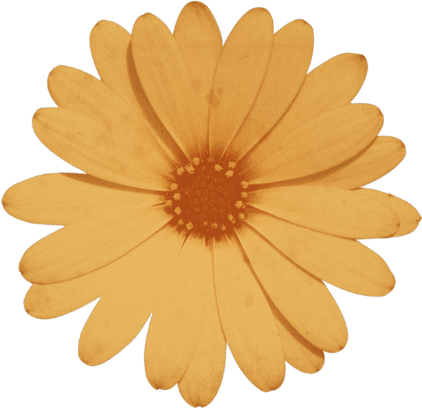 276087587012211 - Simple Birthday Greetings For My Boyfriend Clipart (723x700), Png Download