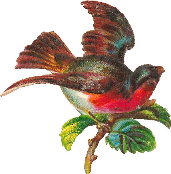 This Is A Delightful Piece Of Digital Bird Clip Art - Hummingbird - Png Download (774x795), Png Download