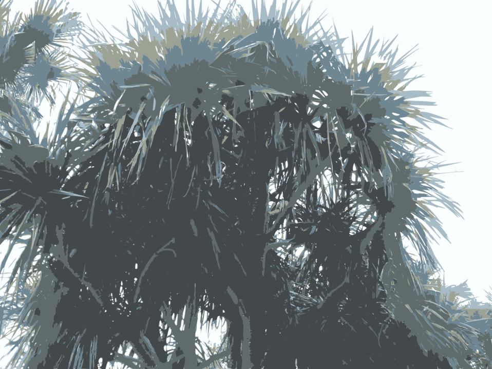 Sunny Weather In Taipei - Borassus Flabellifer Clipart (958x719), Png Download