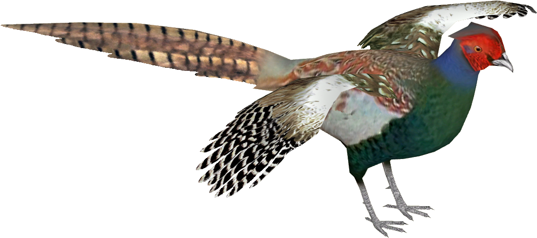 Pheasant Png - Pheasant Transparent Clipart (1057x1057), Png Download