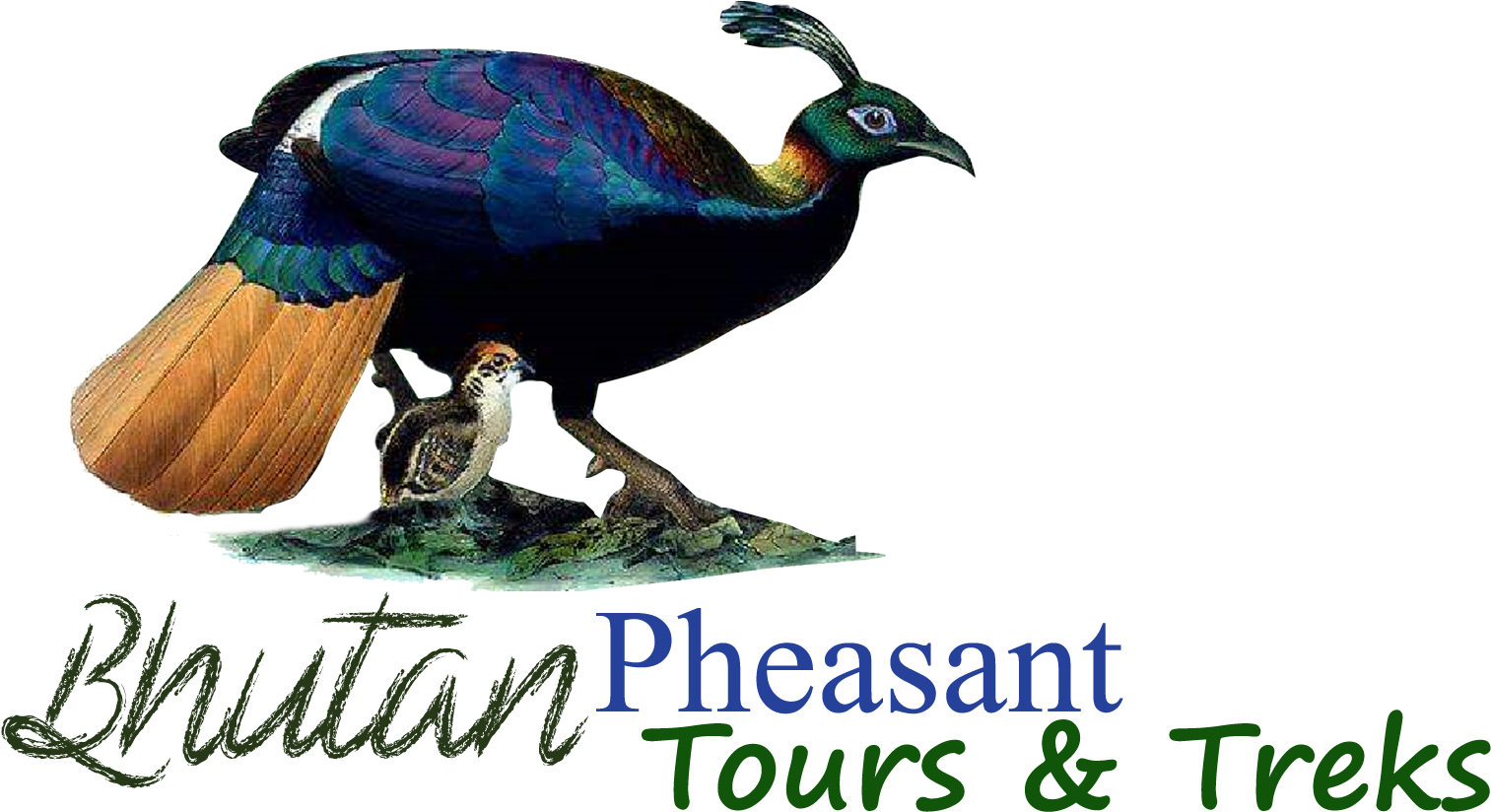 Bhutan Pheasant Tours & Treks Are Carefully Researched - Animal Figure Clipart (2480x3501), Png Download