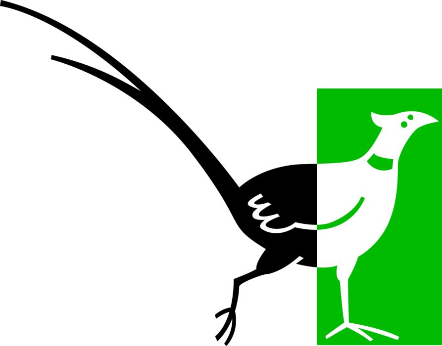 Vector Illustration Of Brightly Colored Pheasant Bird - Flightless Bird Clipart (893x700), Png Download