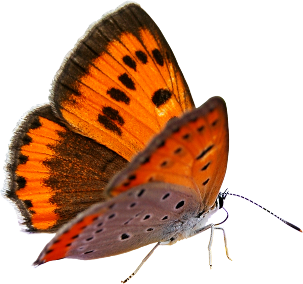 Kelebek Png Clipart (600x562), Png Download