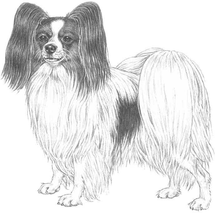 Papillon Clipart (800x800), Png Download