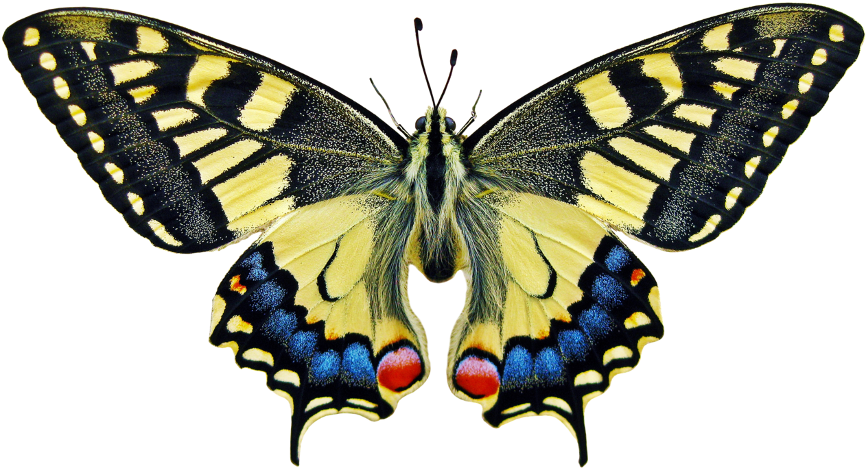 Symmetry In Our Environment Clipart (1280x711), Png Download