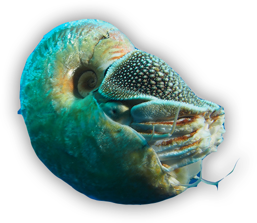The Nautilus Is A Cephalopod A Family Including Octopi, - Marine Biology Clipart (652x514), Png Download