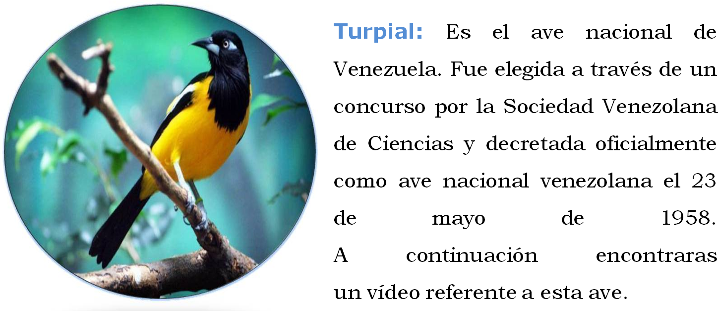 Turpial, Orquídea, Araguaney - Eurasian Golden Oriole Clipart (1471x687), Png Download