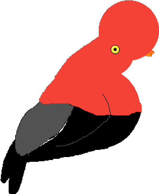 Gallito De Las Rocas - Illustration Clipart (1000x1000), Png Download