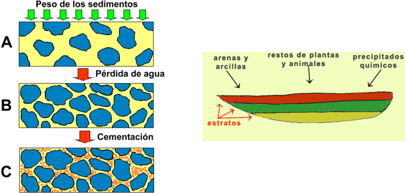 Clasificación De Las Rocas Sedimentarias - Diagenesis Clipart (819x392), Png Download