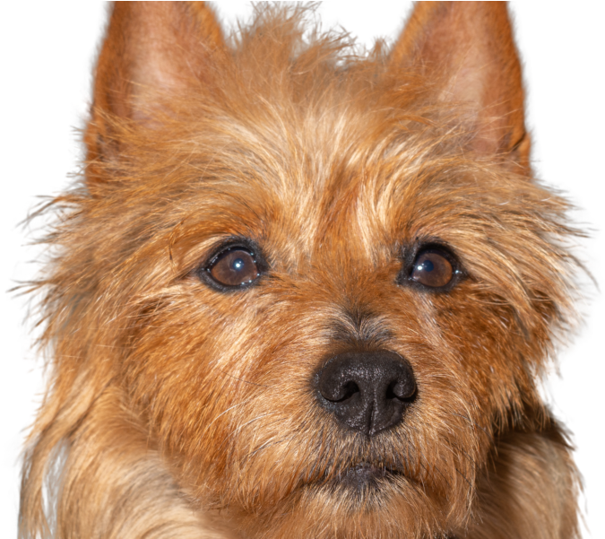 Australian Terrier Clipart (800x600), Png Download