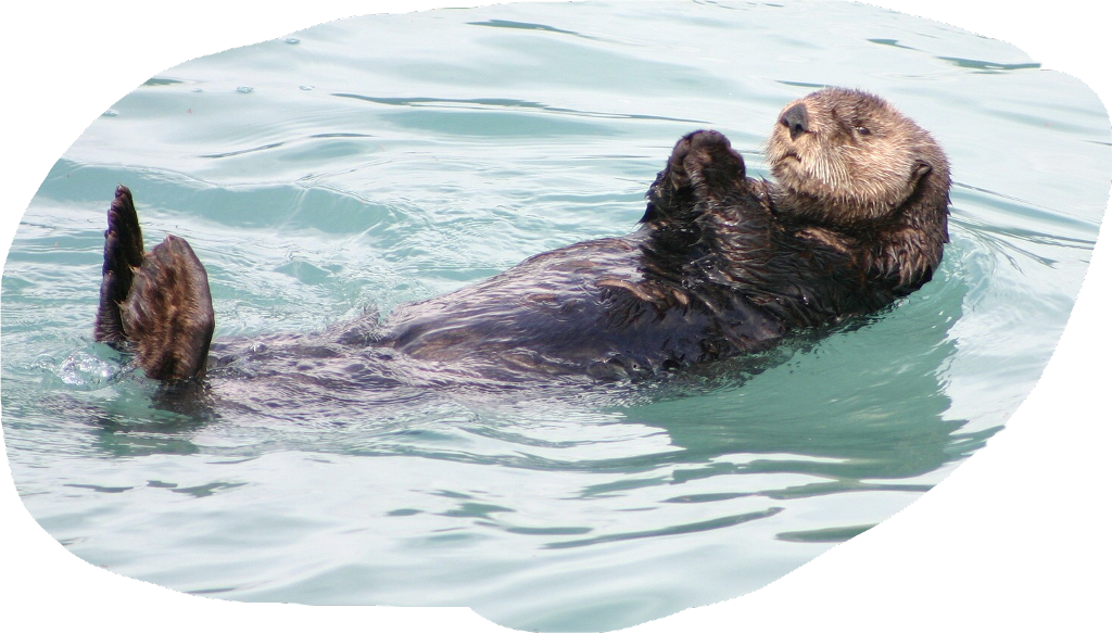 #otter - Otter Floating Clipart (1024x583), Png Download