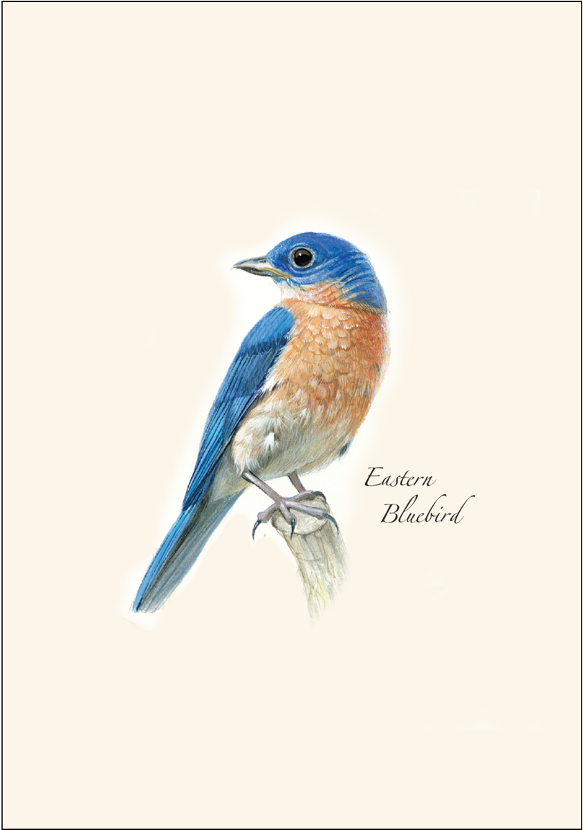 Shopping Cart -  -  - Eastern Bluebird Clipart (1200x1200), Png Download