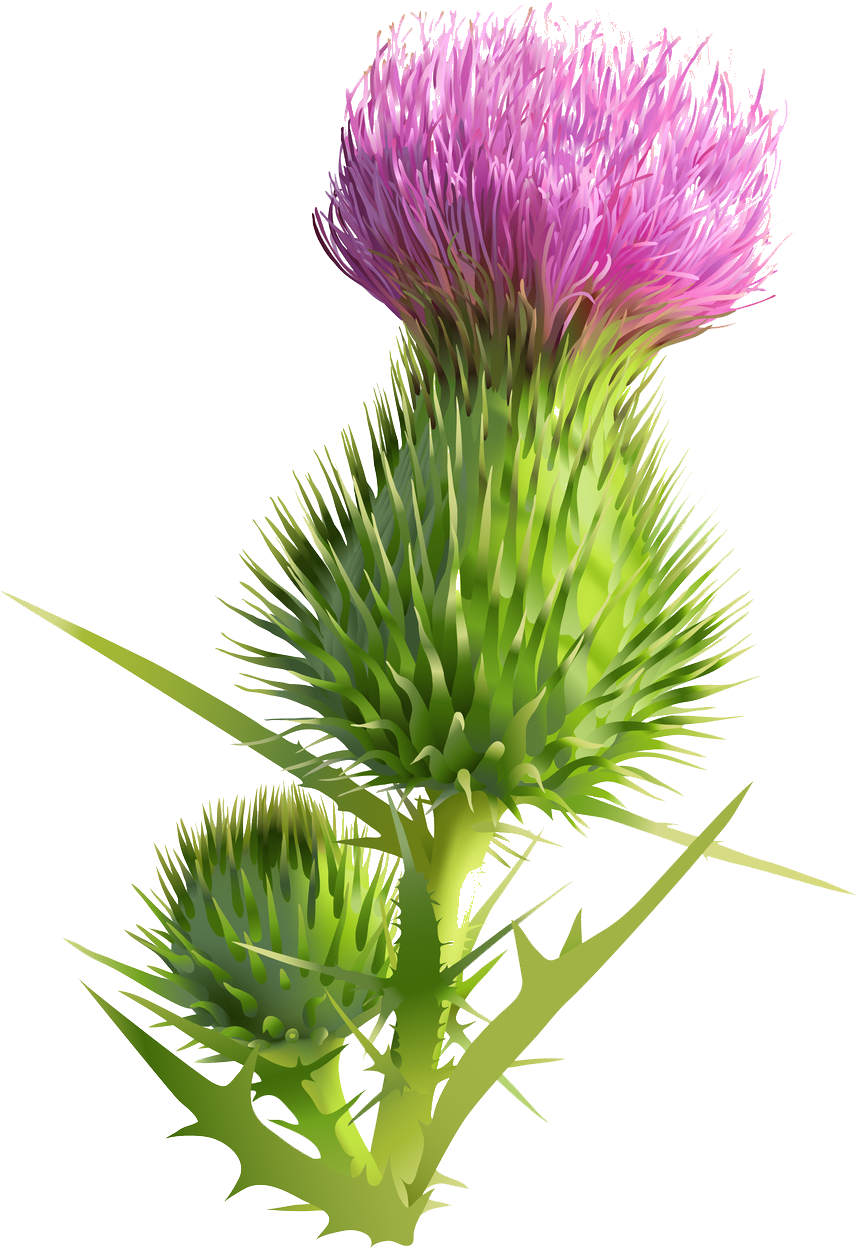 Scottish Thistle Clip Art - Png Download (1378x1378), Png Download