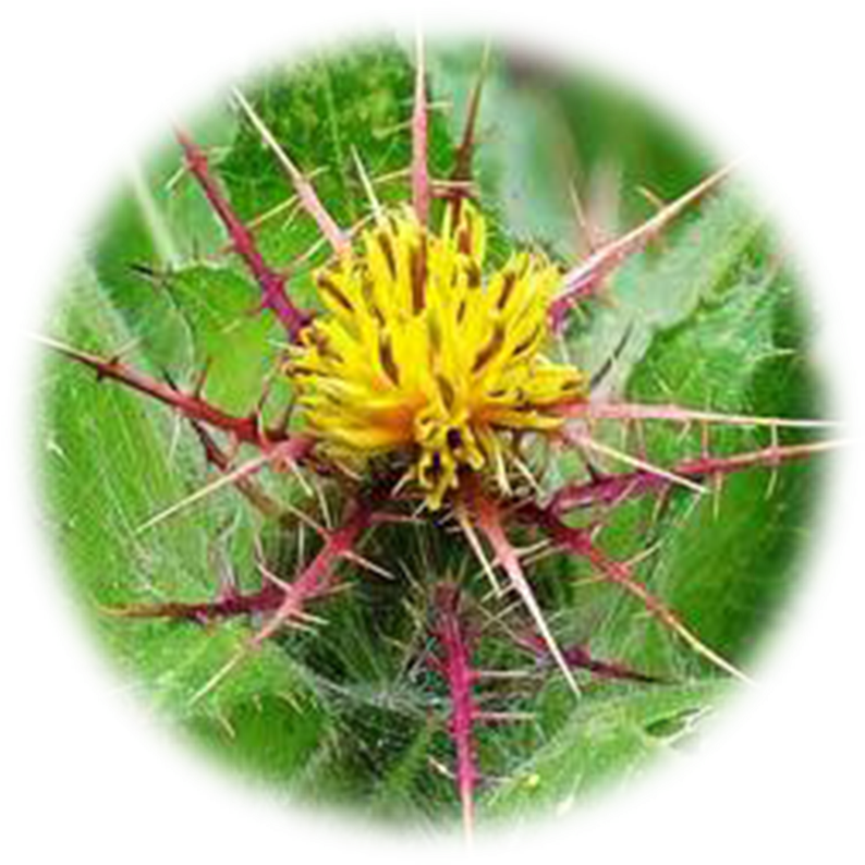 Blessed Thistle Png Clipart (833x833), Png Download