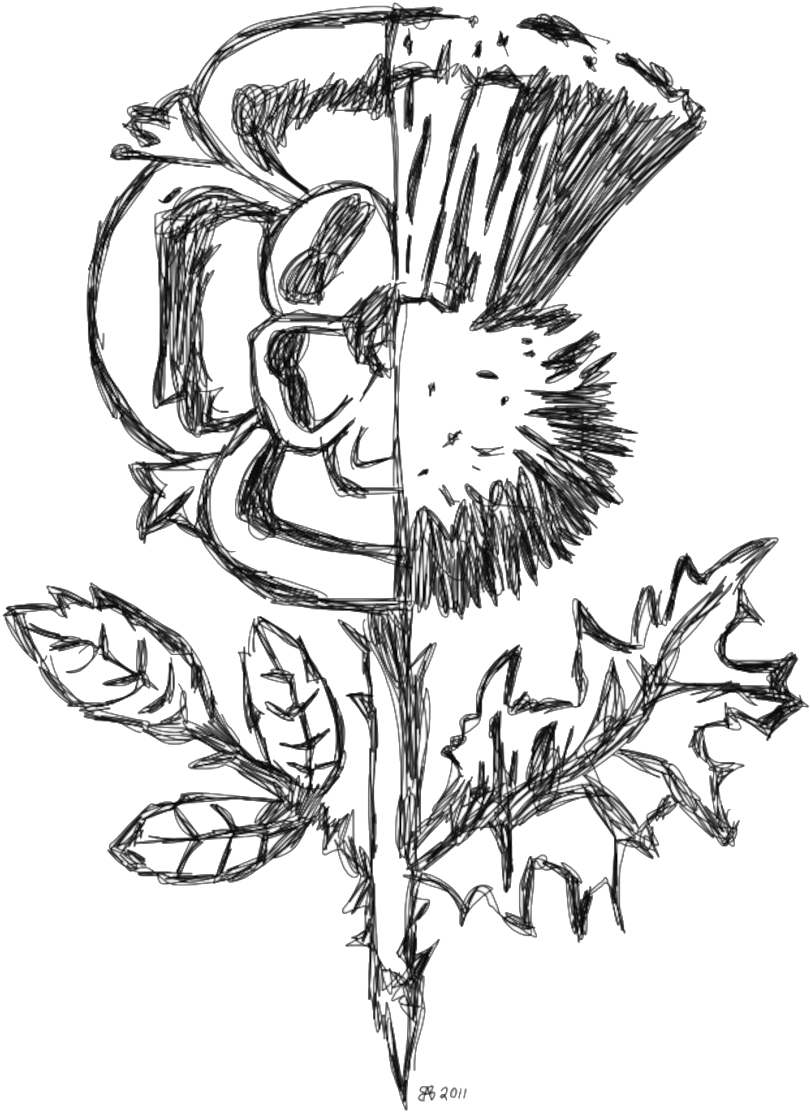 Thistle Drawing - White Rose And Thistle Clipart (1000x1333), Png Download