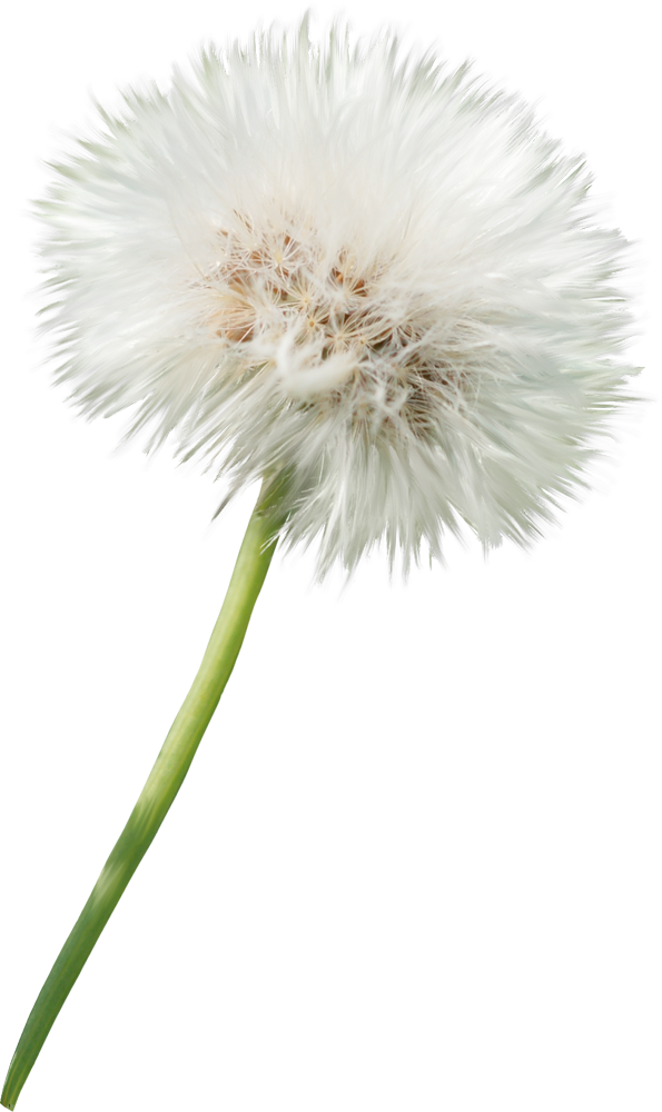 Drawing Dandelion Sow Thistle - Белый Одуванчик На Прозрачном Фоне Clipart (595x1000), Png Download