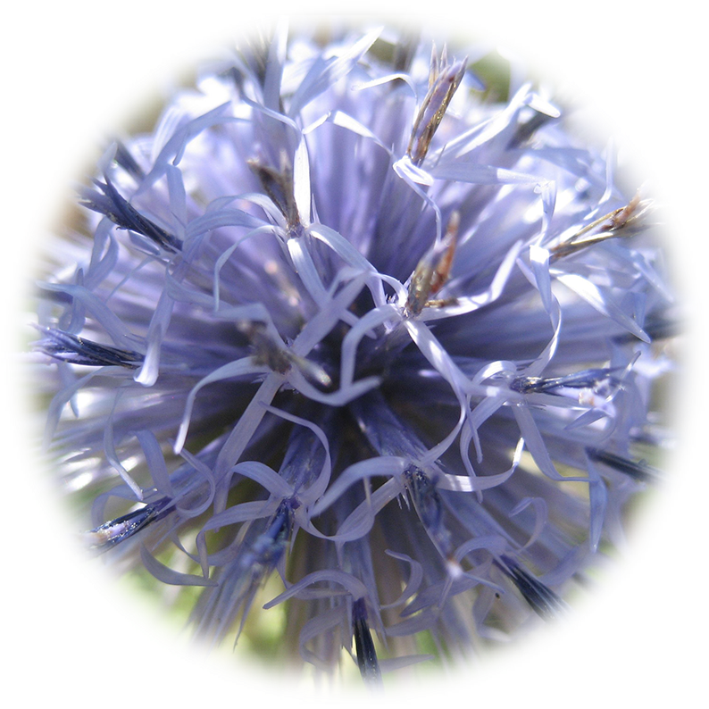 Globe Thistle Clipart (833x833), Png Download