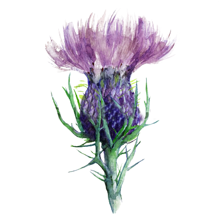 #scotland #flowerofscotland #thistle - Watercolor Thistle Scottish Clipart (500x500), Png Download