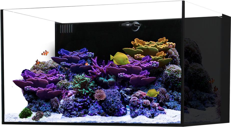 Waterbox Marine All In One - Aquarium Clipart (1100x600), Png Download