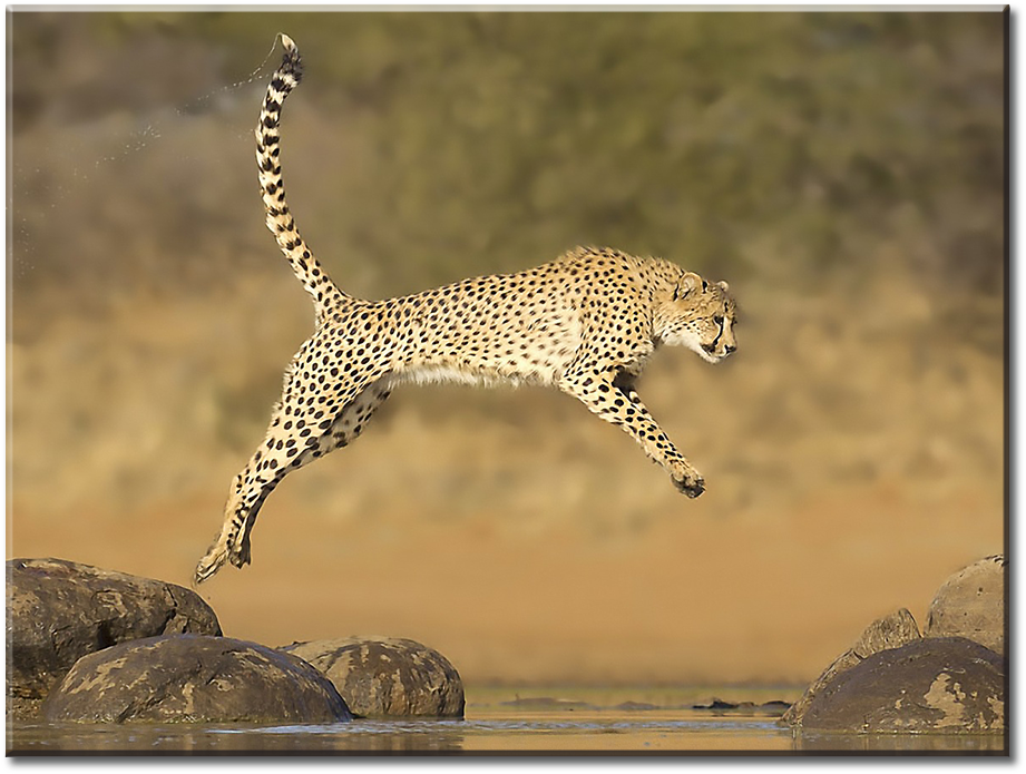 1 Panel L - Cheetah Jumping Clipart (1000x750), Png Download